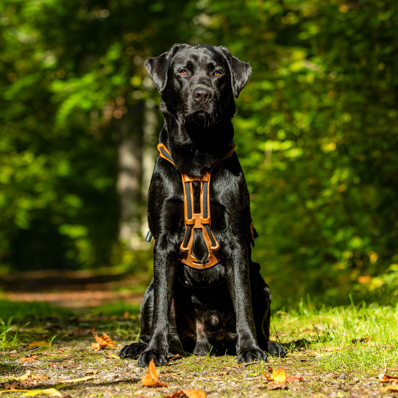MEGIN Endurance design egen