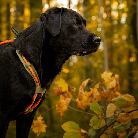 MEGIN Multisport Custom