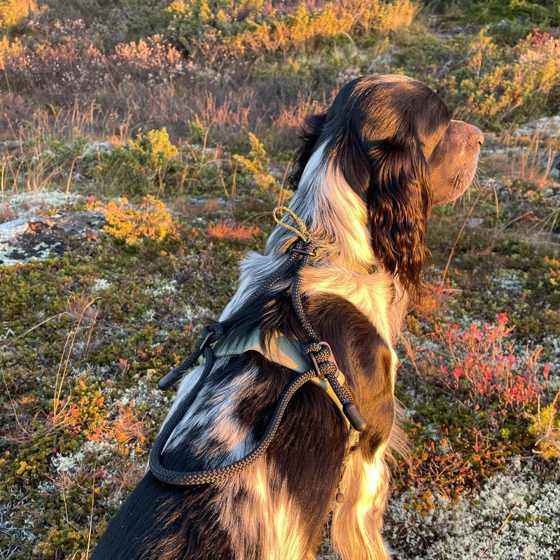 MEGIN Harness Field Edition