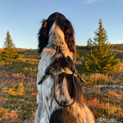 MEGIN Harness Field Edition