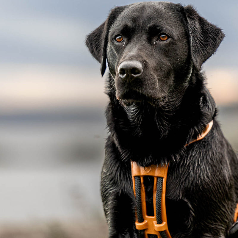 Megilain MEGIN Endurance Trail Edition – modulær hundesele | Canion