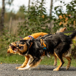 MEGIN Multisport Custom