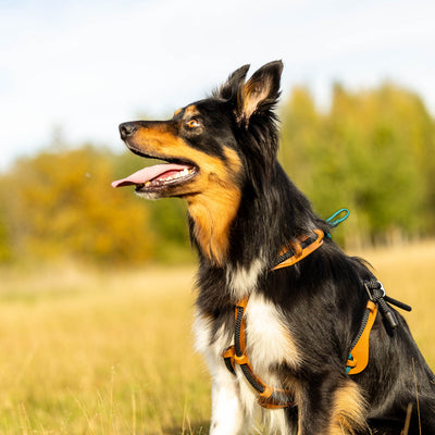 MEGIN Harness Trail edition