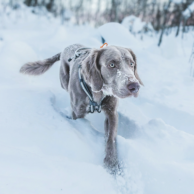 Trine Ultimate Paw Wax Stick – Winter Protection for Dog Paw Pads